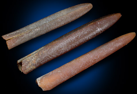 Aragonite pseudomorph after Belemnite from New Egypt, Ocean County, New Jersey