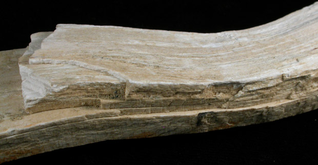 Quartz var. Petrified Wood from Vincentown, Burlington County, New Jersey