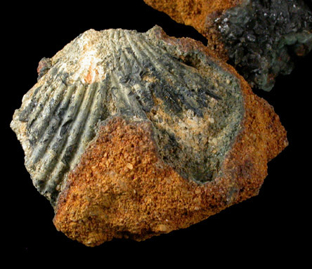 Vivianite (pseudomorphs and crystals) from Mullica Hill, Gloucester County, New Jersey