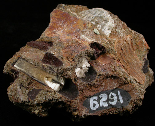 Aragonite pseudomorphs after Belemnites from Mullica Hill, Gloucester County, New Jersey