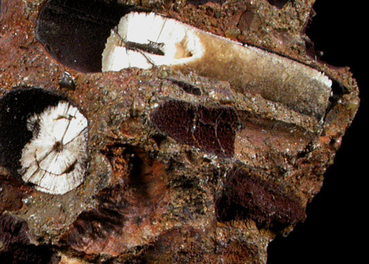 Aragonite pseudomorphs after Belemnites from Mullica Hill, Gloucester County, New Jersey