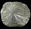 Pyrite (Pyrite Sun Formation) from Sparta, Randolph County, Illinois