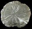 Pyrite (Pyrite Sun Formation) from Sparta, Randolph County, Illinois