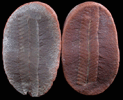 Fossil Fern from Pennsylvanian Mazon Creek region, Carbondale Formation, Braidwood, Will County, Illinois