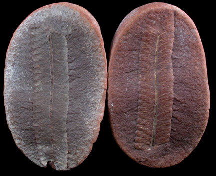 Fossil Fern from Pennsylvanian Mazon Creek region, Carbondale Formation, Braidwood, Will County, Illinois