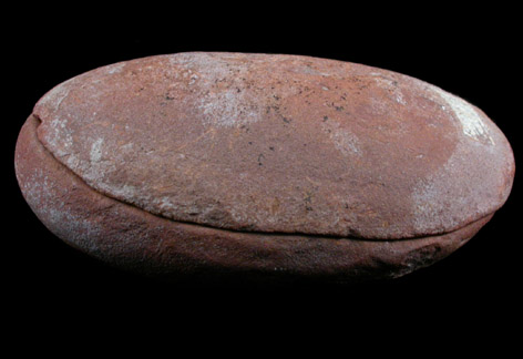 Fossil Fern from Pennsylvanian Mazon Creek region, Carbondale Formation, Braidwood, Will County, Illinois