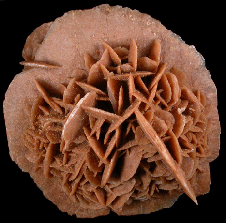 Gypsum var. Desert Rose from Chihuahua, Mexico