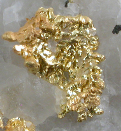 Gold in Quartz from Eagle's Nest Mine, Placer County, California