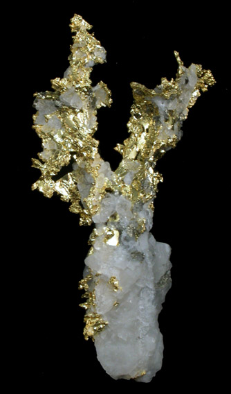 Gold and Arsenopyrite in Quartz from Sixteen-To-One Mine (16 to 1 Mine), Alleghany, 35 km NE of Grass Valley, Sierra County, California