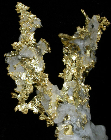 Gold and Arsenopyrite in Quartz from Sixteen-To-One Mine (16 to 1 Mine), Alleghany, 35 km NE of Grass Valley, Sierra County, California