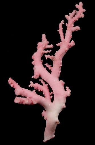 Pink Coral from Italy