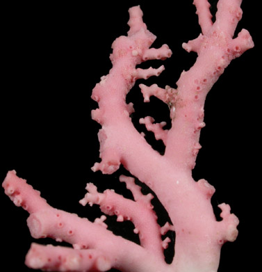 Pink Coral from Italy