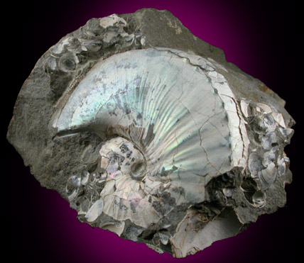 Hoploscaphites Fossil from Fox Hills Formation, Pennington County, South Dakota