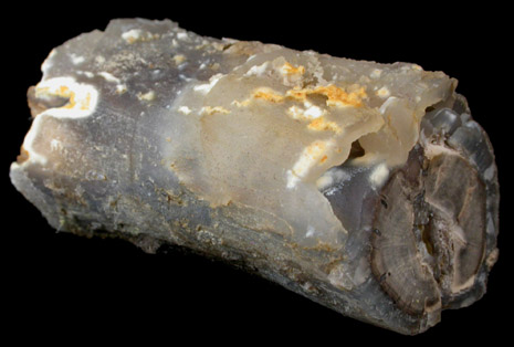Quartz var. Petrified Wood from Eden Valley, Sweetwater County, Wyoming