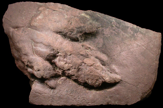 Fossilized Dinosaur Track (Grallator) from UBC Quarry, Clifton, Passaic County, New Jersey