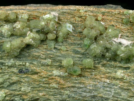 Andradite var. Demantoid Garnet with Chrysotile from Val Malenco, Sondrio, Lombardy, Italy