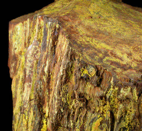 Uranophane on Petrified Wood from Happy Jack Mine, White Canyon District, San Juan County, Utah