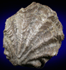 Fossil Oyster from Bambamarca, Cajamarca, Peru