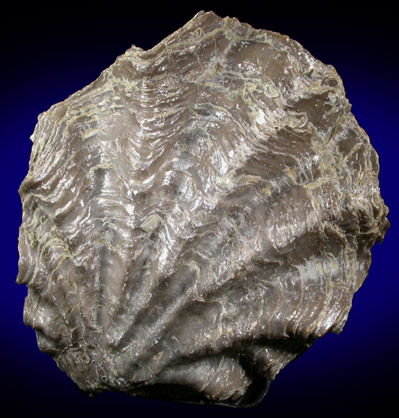 Fossil Oyster from Bambamarca, Cajamarca, Peru