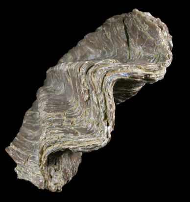 Fossil Oyster from Bambamarca, Cajamarca, Peru