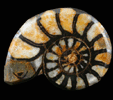 Fossil Ammonite from Morocco