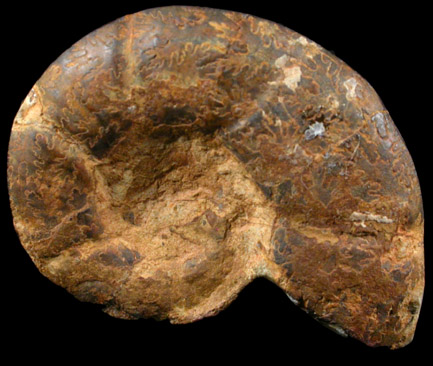 Fossil Ammonite from Morocco