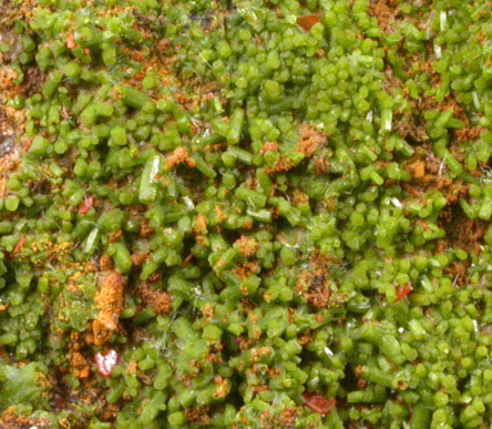 Pyromorphite and Wulfenite on Pyrophyllite from Allah Cooper (Valcooper) Mine, Contrary Creek District, near Mineral, Louisa County, Virginia