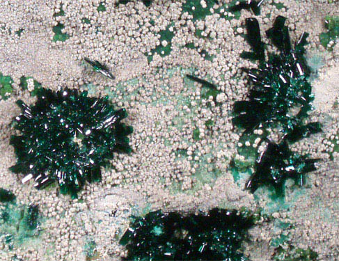 Atacamite with Halloysite and Chrysocolla from Copiapo, Atacama Desert, Chile (Type Locality for Atacamite)