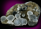 Quartz var. Chalcedony with Hematite-coated Stilbite from Pathardy Quarry, Nashik District, Maharashtra, India