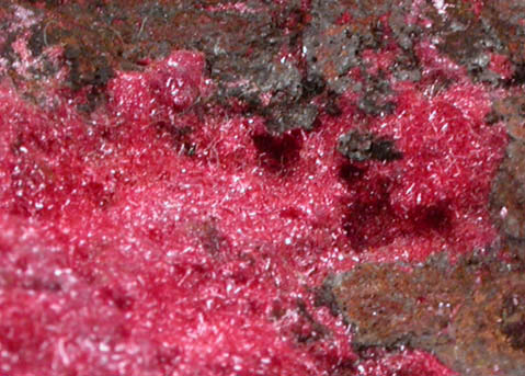 Cuprite var. Chalcotrichite from Sandy Flat Pipe, Redbank Mine, Northern Territory, Australia