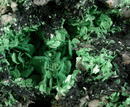Torbernite from Tolcarne Mine, west of St. Day, Cornwall, England
