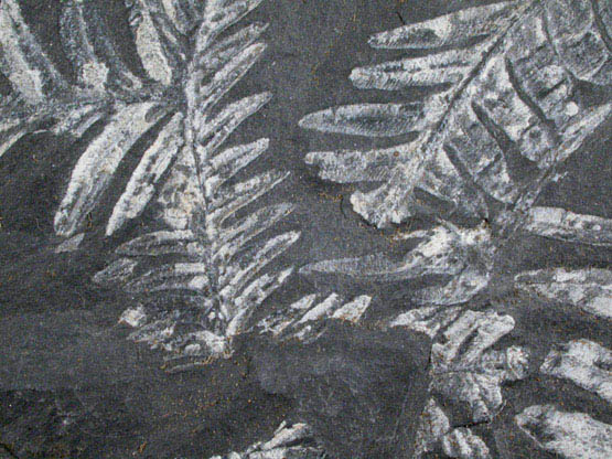 Fossilized Alethopteris - Seed Fern from Llewellyn Formation, St. Clair, Schuylkill County, Pennsylvania