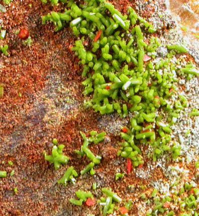 Wulfenite and Pyromorphite on Pyrophyllite from Allah Cooper (Valcooper) Mine, Contrary Creek District, near Mineral, Louisa County, Virginia