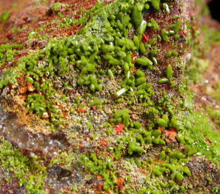 Wulfenite and Pyromorphite on Pyrophyllite from Allah Cooper (Valcooper) Mine, Contrary Creek District, near Mineral, Louisa County, Virginia