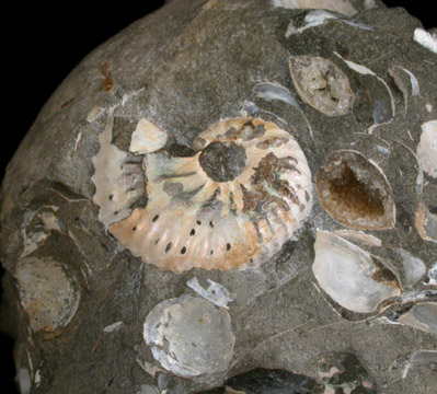 Hoploscaphites Cheyennensis and Sphenodiscus Lenticularis Fossil from Fox Hills Formation, Pennington County, South Dakota