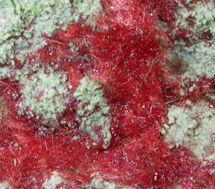 Cuprite var. Chalcotrichite from Ray Mine, Mineral Creek District, Pinal County, Arizona