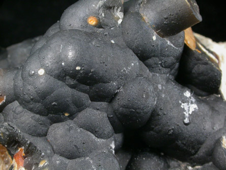 Quartz var. Agate pseudomorphs after Coral (Tampa Bay Coral) from Ballast Point, Tampa Bay, Hillsborough County, Florida