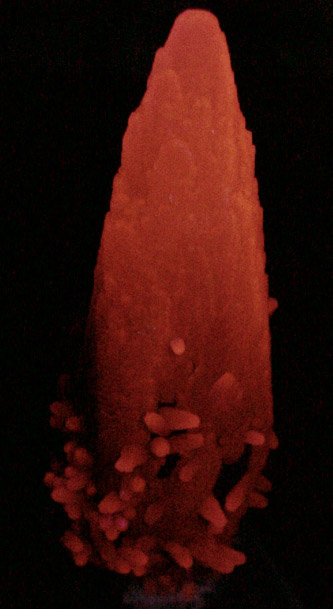 Calcite with Celadonite inclusions from Rio Grande do Sul, Brazil