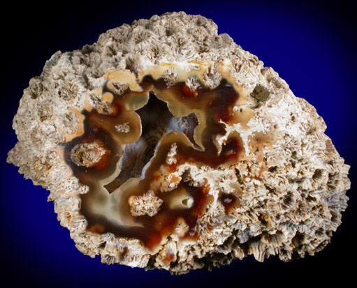 Quartz var. Agate pseudomorphs after Coral (Tampa Bay Coral) from Ballast Point, Tampa Bay, Hillsborough County, Florida