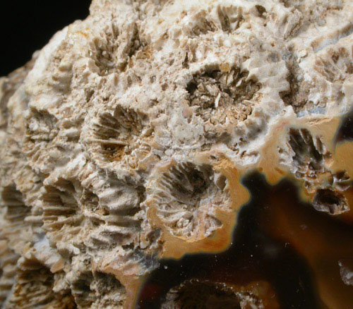 Quartz var. Agate pseudomorphs after Coral (Tampa Bay Coral) from Ballast Point, Tampa Bay, Hillsborough County, Florida