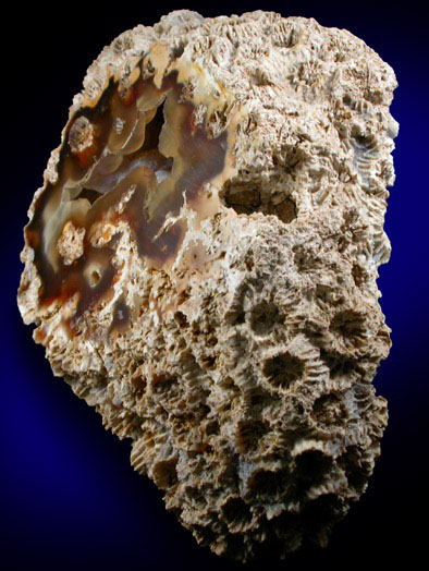 Quartz var. Agate pseudomorphs after Coral (Tampa Bay Coral) from Ballast Point, Tampa Bay, Hillsborough County, Florida