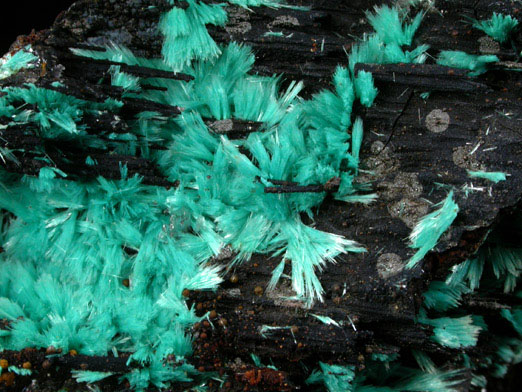 Aurichalcite from 79 Mine, Banner District, near Hayden, Gila County, Arizona