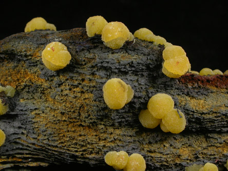 Mimetite from Chihuahua, Mexico