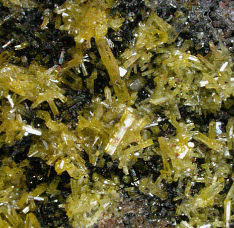 Mimetite on Cesarolite from Guatomo Mine, near Tham Thalu, south of Hat Yai, Yala Province, Thailand