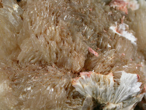 Stilbite-Ca and Laumontite from Hall's Harbor, Nova Scotia, Canada