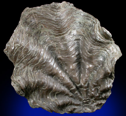 Fossil Oyster from Bambamarca, Cajamarca, Peru