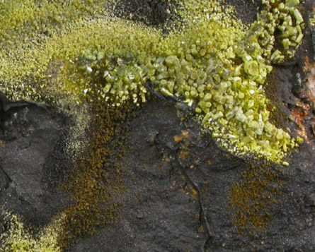 Pyromorphite, Mottramite, Vauquelinite from Allah Cooper (Valcooper) Mine, Contrary Creek District, near Mineral, Louisa County, Virginia