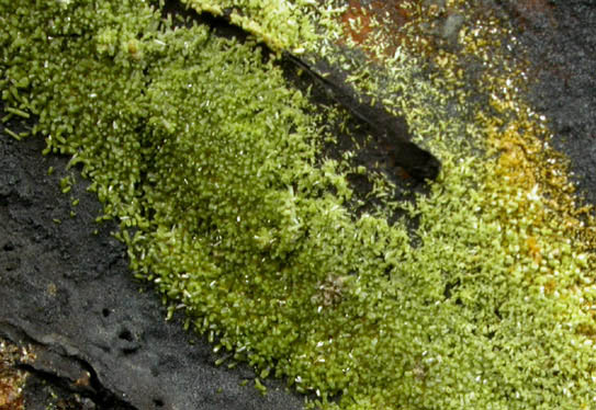 Pyromorphite, Mottramite, Vanadinite from Allah Cooper (Valcooper) Mine, Contrary Creek District, near Mineral, Louisa County, Virginia