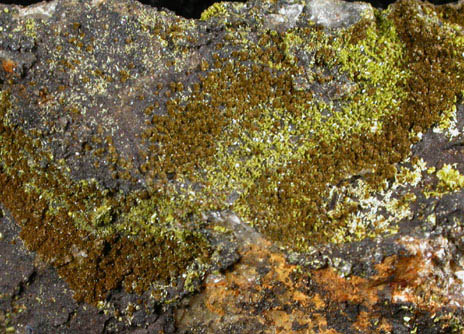 Pyromorphite, Mottramite, Vauquelinite from Allah Cooper (Valcooper) Mine, Contrary Creek District, near Mineral, Louisa County, Virginia