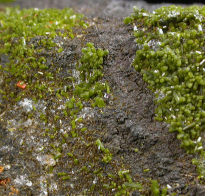 Pyromorphite, Mottramite, Vauquelinite, Wulfenite from Allah Cooper (Valcooper) Mine, Contrary Creek District, near Mineral, Louisa County, Virginia